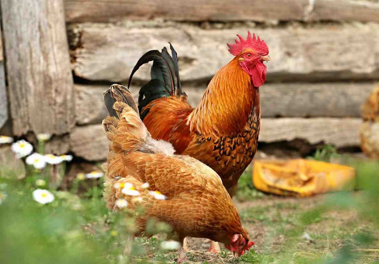 coq, poulet, village